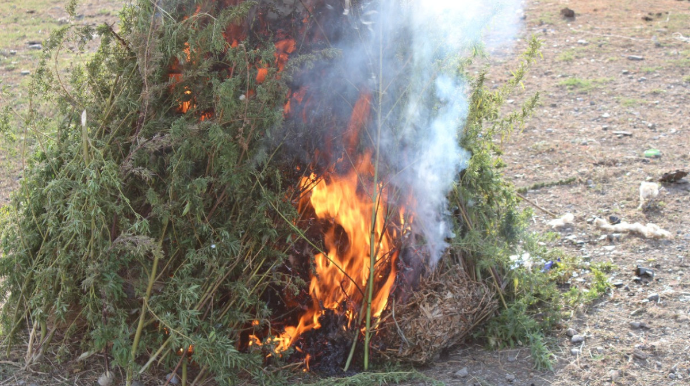 Oğuzda 4 ton narkotik tərkibli bitki məhv edilib   - FOTO - VİDEO