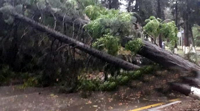 Güclü külək Zaqatala və Balakəndə elektrik enerjisinin verilməsində fasiləyə səbəb olub 