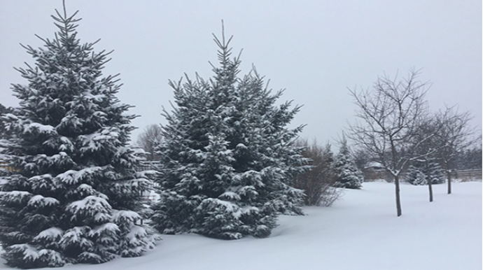 Qar ən çox hansı rayona yağıb? - Faktiki HAVA 