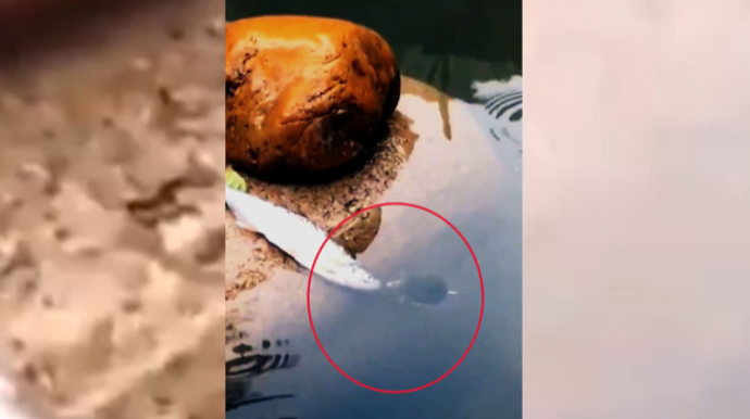 “Şüursuz” dediyimiz canlıdan ibrətlik addım  - VİDEO