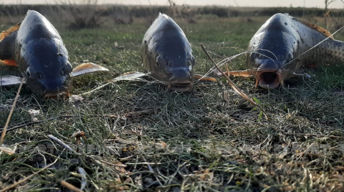 Şabranda nərə balığını satan şəxs cəzalandırılıb