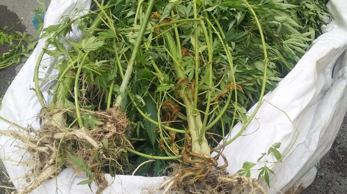 Yevlaxda çətənə bitkisi yetişdirən şəxs saxlanılıb