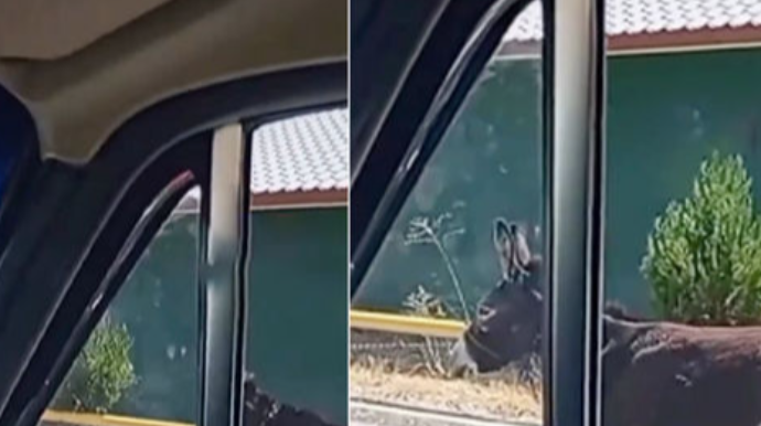 Naxçıvanda heyvana qarşı qeyri-insani davranış edən şəxs cəzalandırıldı - VİDEO 