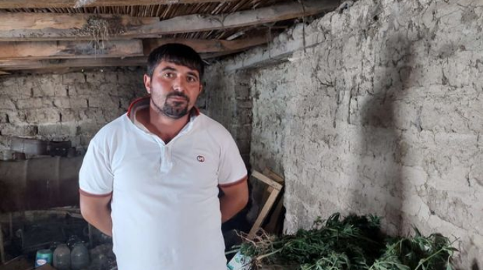 İstixanada narkotik yetişdirən Şəmkir sakini tutuldu  - FOTO