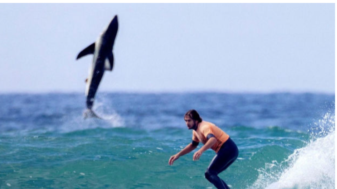 Sörfçünün arxasında sudan sıçrayan köpək balığı həyəcanlı anlara səbəb oldu - FOTO 