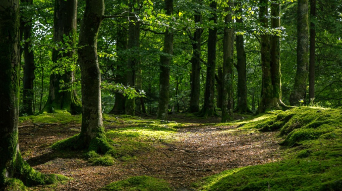 Kəlbəcər, Laçın, Ağdərə və Xocalını əhatə edən milli parkın ilkin xəritəsi hazırlandı 