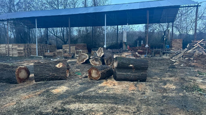 Qaxda qanunsuz ağac emal edən sexlər aşkarlanıb  - FOTO