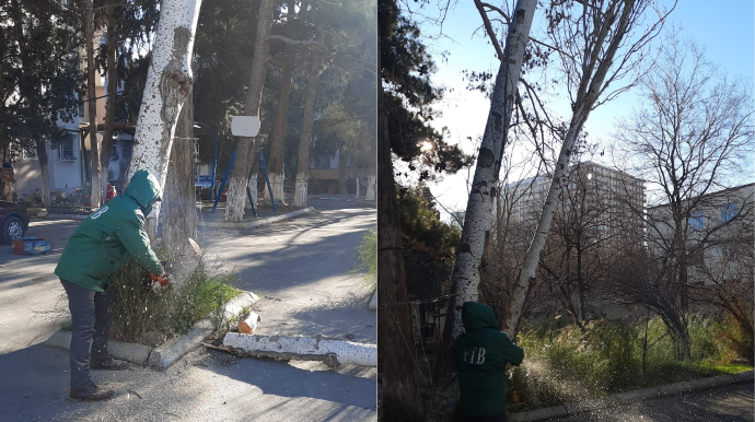 Təhlükəli vəziyyət yaradan qurumuş ağaclar kəsildi  - FOTO - YENİLƏNİB