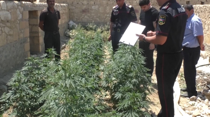 Şəmkirdə narkotik yetişdirən şəxslər saxlanılıb  - FOTO