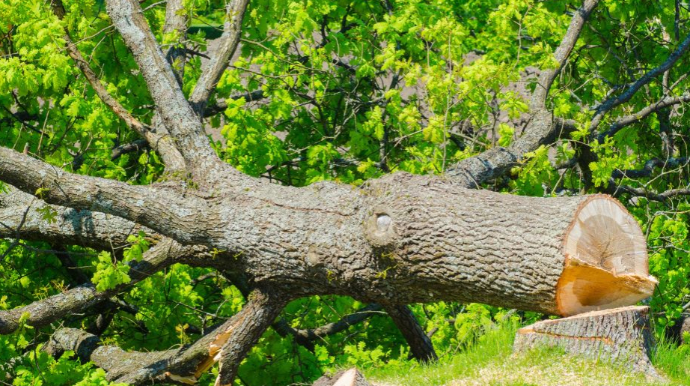 Bakı, Gəncə və Zərdabda ağacların qanunsuz kəsilməsi faktları aşkarlanıb 