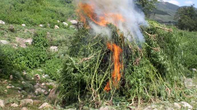Bir tondan çox narkotik məhv edildi - FOTO