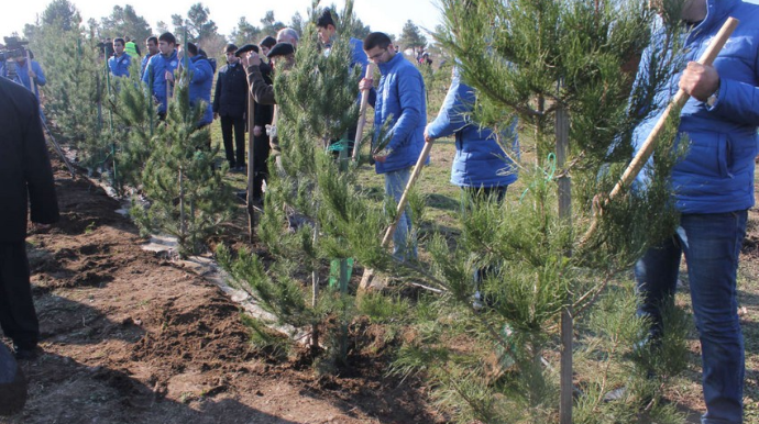 Yel çərşənbəsində 22 mindən çox ağac əkilib 
