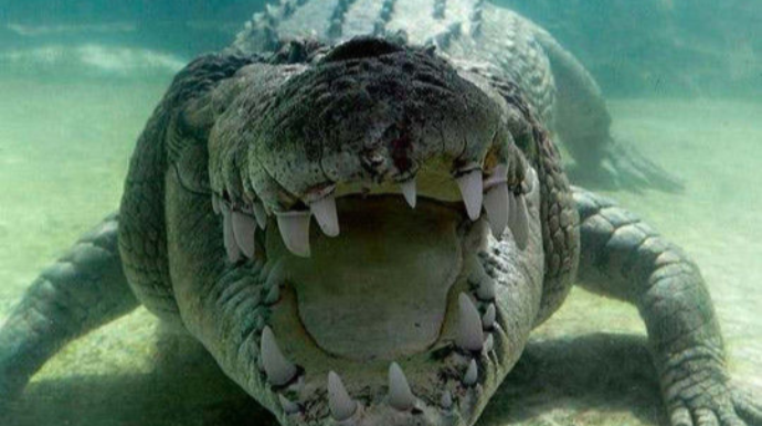 Гигантский крокодил проглотил двух акул   - ВИДЕО