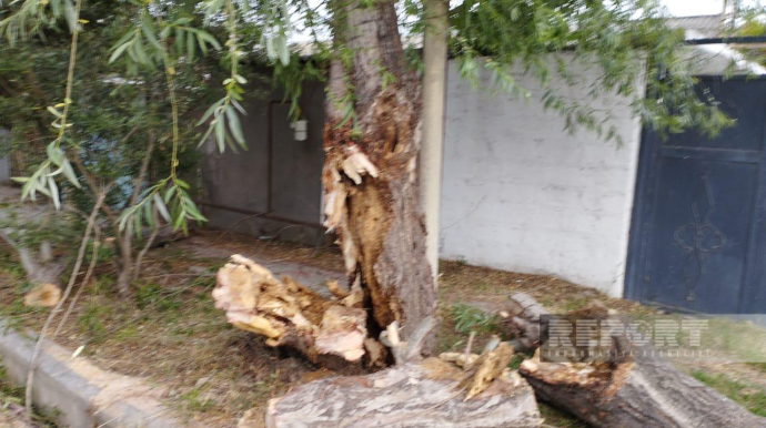 Salyanda güclü külək ağacları aşırdı, elektrik xətləri qırıldı  - FOTO