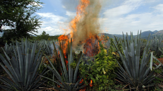 Kəlbəcərdə yabanı halda bitən 3 tona yaxın çətənə kolu məhv edilib