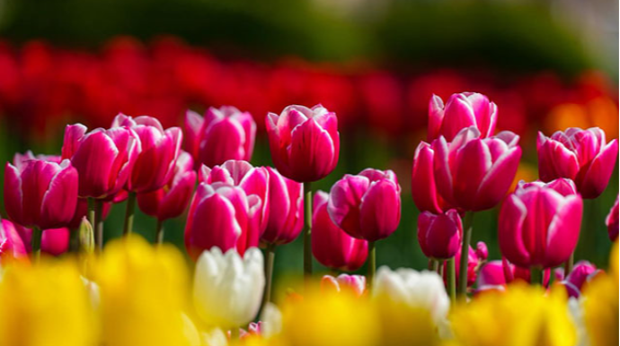 Temperatur qalxacaq - SABAHIN HAVASI 