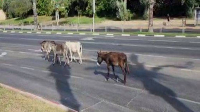 Dörd uzunqulaq bulvara gedən yolu bağladı