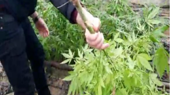 Bakıda həyətində çətənə kolu əkən şəxs saxlanılıb  - FOTO - VİDEO