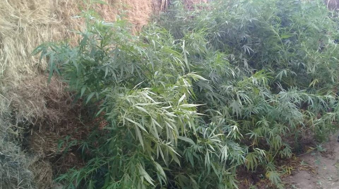 Ağdamda çətənə bitkisi yetişdirən şəxs saxlanılıb - FOTO 