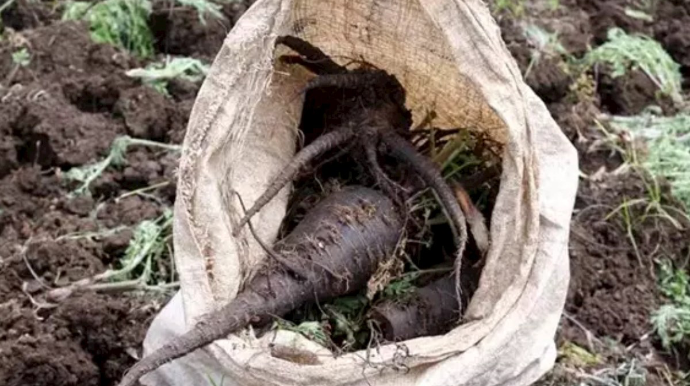 Damarları açır, ürəyi gücləndirir: Bazarda çox adam fikir vermir 