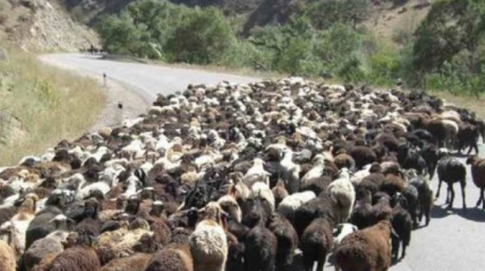 İsmayıllıda yük maşını qoyun sürüsünə çırpılıb, 20-dən çox qoyun tələf olub