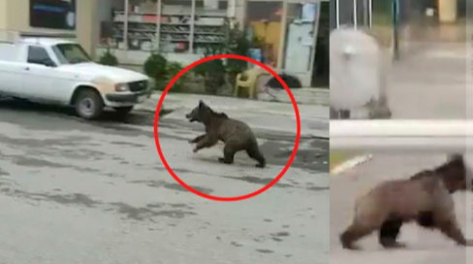 Azərbaycanda ayılar şəhər mərkəzində vahimə yaratdı - VİDEO 