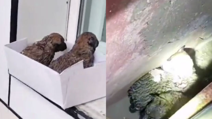 FHN əməkdaşları köməksiz vəziyyətdə qalan heyvanları xilas etdilər - VİDEO