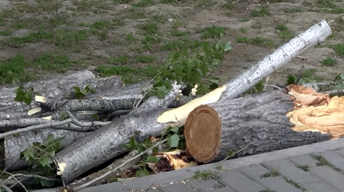 В Гарачухуре дерево упало на дорогу: движение ограничено - ФОТО 