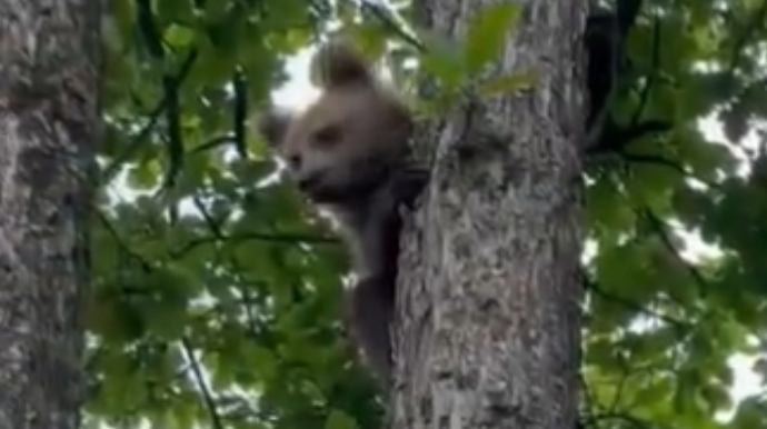 Laçın meşəsində ayı balasının maraqlı hərəkətləri - FOTO  