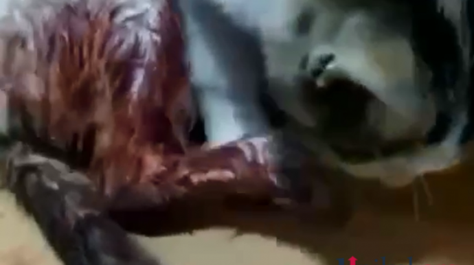 Ət "oğurladığı" üçün qəssab tərəfindən ayağı kəsilən pişiklə bağlı DİN-dən AÇIQLAMA   - YENİLƏNİB - VİDEO