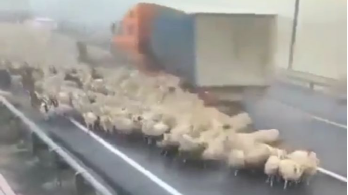 Yük avtomobili yoldakı qoyunları “biçib keçdi”,  çoban canını zorla qurtardı  - VİDEO