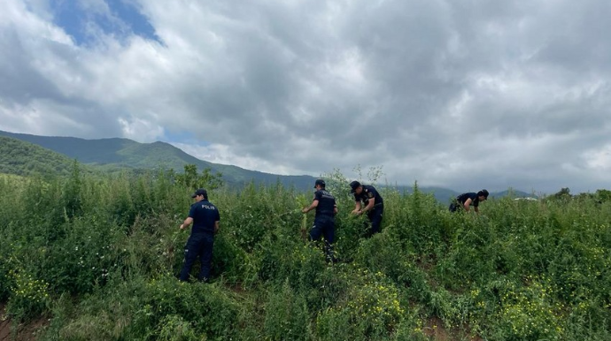 Xocavənddə 1,5 ton narkotik tərkibli bitki məhv edildi  - FOTO
