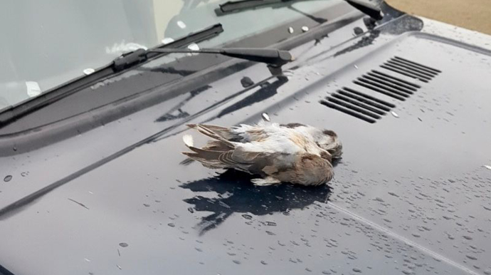 Şahin quşunu qanunsuz ovlayanlar saxlanıldı - Hərəsinə 2 min manat cərimə - FOTO