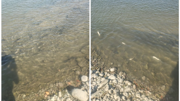 Kürdə məhv olan balıqlara görə araşdırma aparılır - FOTO