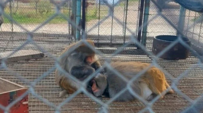 Qanunsuz əyləncənin qurbanları: Günahkar kimdir? 