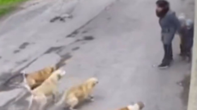 İtlərin hücum anında övladlarını qorumaq üçün ana özünü sipər etdi - VİDEO