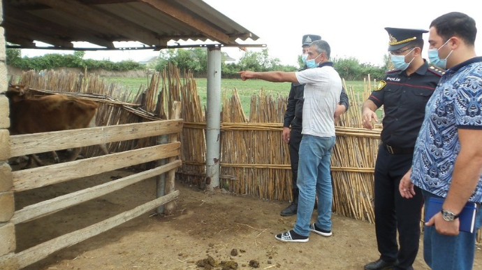 Kürdəmirdə qoyun oğruları tutulub - FOTO