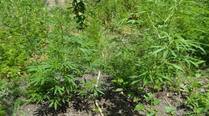 Xocavənddə 1 tona yaxın çətənə kolu YANDIRILDI   - VİDEO