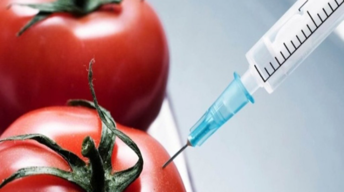 Pomidordan YEYİLƏ BİLƏCƏK  peyvənd hazırlanır