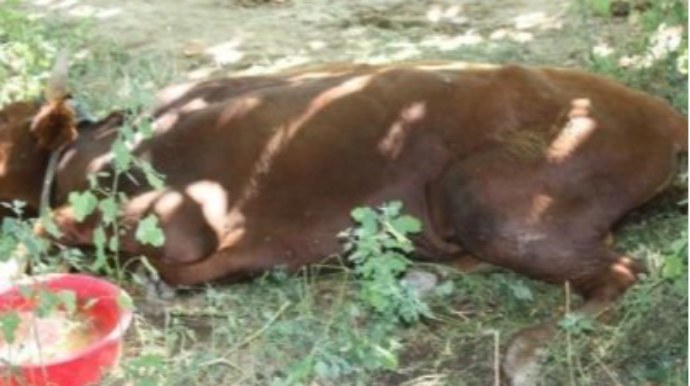 Cəlilabadda iribuynuzlu heyvan quduzluqdan tələf oldu