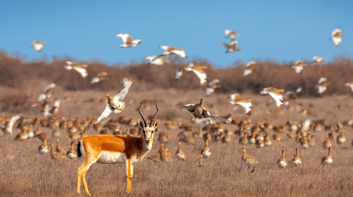 Şirvan Milli Parkından əsrarəngiz görüntülər - FOTOLAR