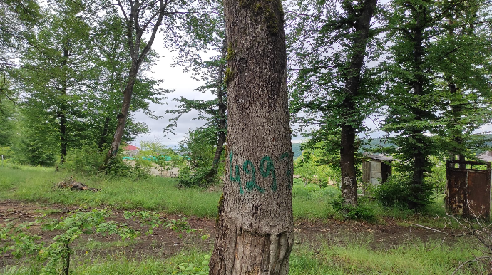 “Quşar meşəbəyliyi”ndə ağaclar kəsilir? - Polis hərəkət keçdi 