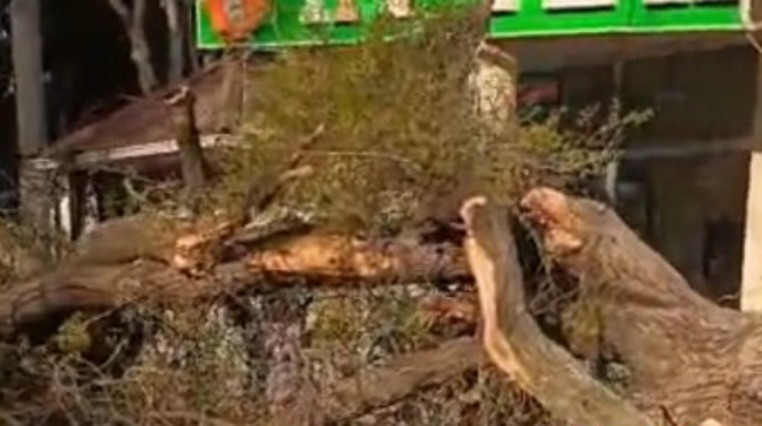 Mingəçevirdə ağac obyektlərin üzərinə aşdı - VİDEO 