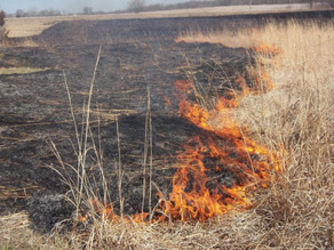 Meşəlik ərazidə baş verən yanğın davam edir - Siyəzəndə