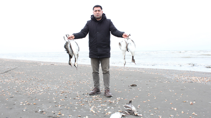 Xəzərin sahilində minlərlə ölü quş tapıldı - FOTOLAR 