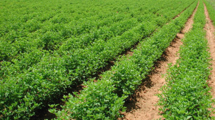 Ermənilər əkin sahələrini atəşə tutsa da, bizə mane ola bilmir - Sahibkar 