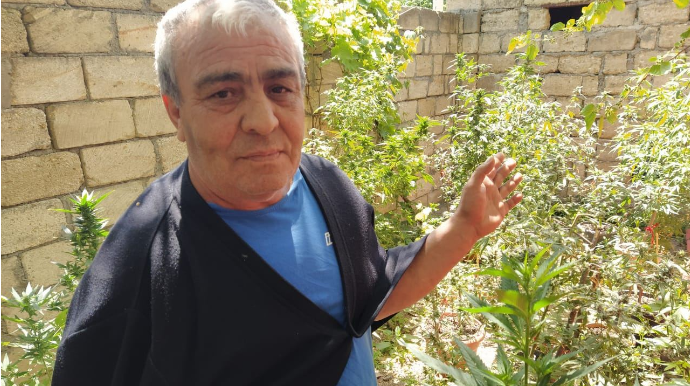 Xaçmazda narkotik bitkilər yetişdirən şəxs saxlanılıb   - FOTO