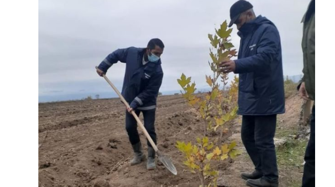 Düşmənin talan etdiyi Ağdama ağac əkilir