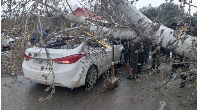 Şirvanda külək ağacı "Hyundai"ın üstünə aşırdı  - FOTO