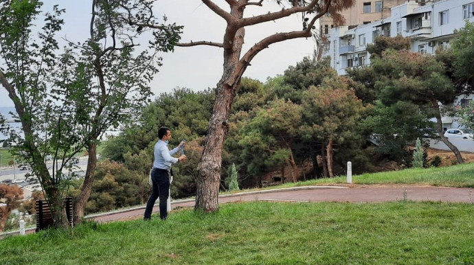 Bakıda ağaclar quruyur, İşçi Qrup yaradıldı - FOTO